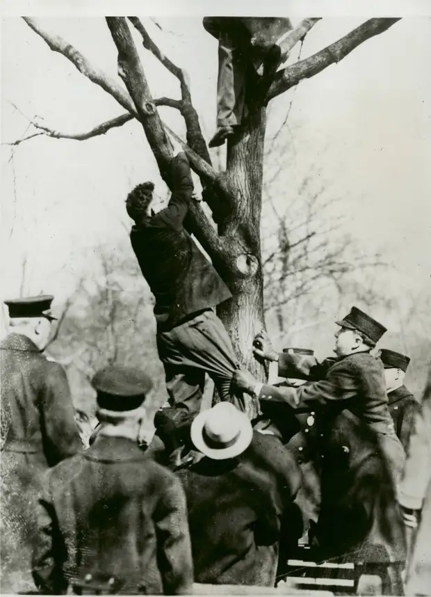 1931. Коммуниста Бенджамина Саула снимает с дерева бостонская полиция