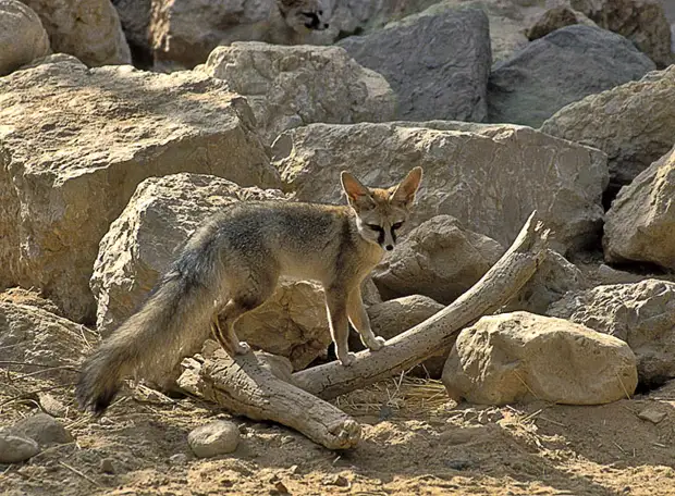 Афганская лисица (Vulpes cana)