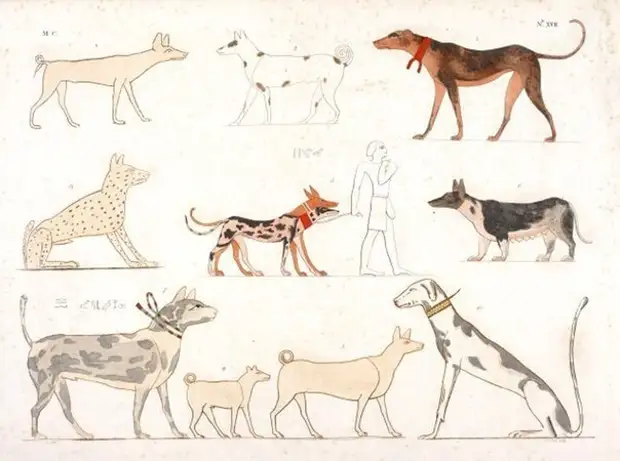 Различные породы древнеегипетских собак на рельефах и росписях из древнеегипетских гробниц. Таблица из альбома Росселлини.