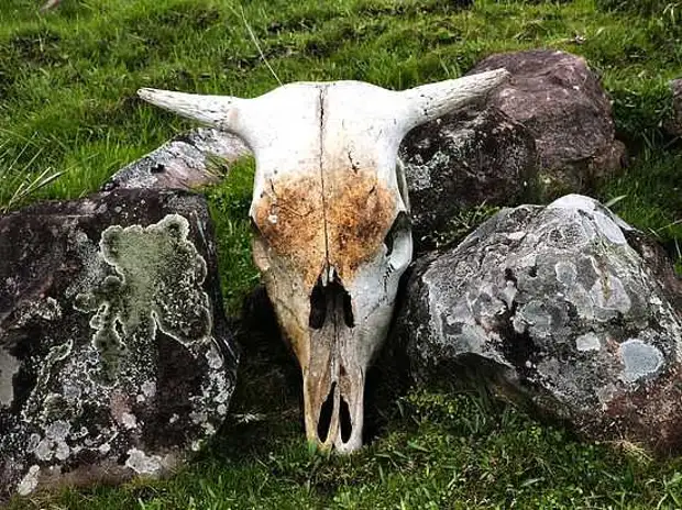 Раскрыта тайна находки сундука «Аненербе» с черепами: «Инопланетяне полные козлы»