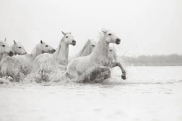 Белые лошади Камаргу.