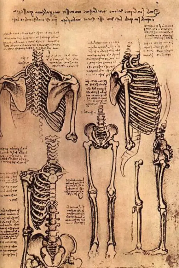 Рисунок скелета, сделанный Леонардо да Винчи. | Фото: ru.wikipedia.org.