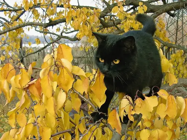черный кот и желтые листья (700x525, 137Kb)