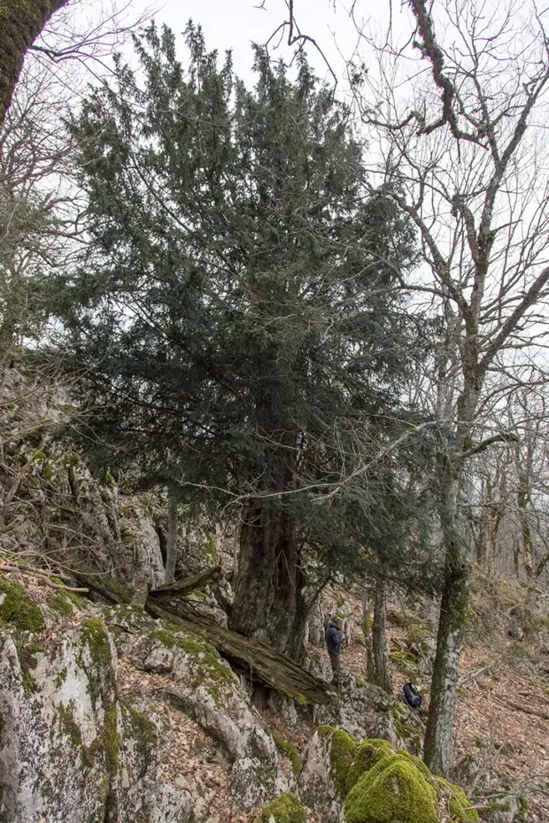 Самое древнее дерево России растет в Крыму