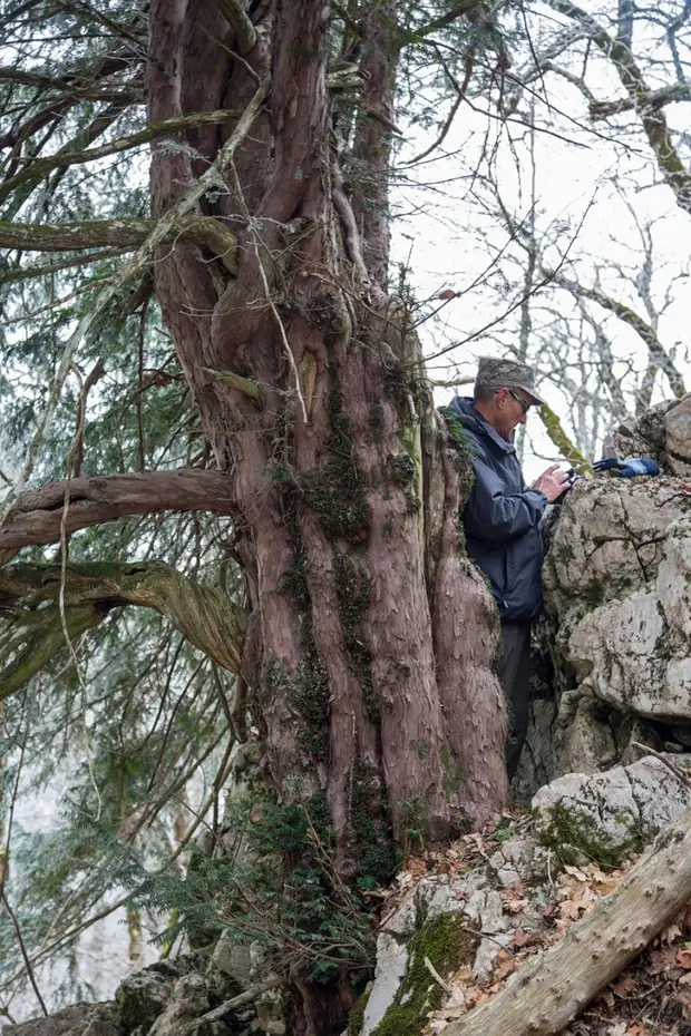 Самое древнее дерево России растет в Крыму