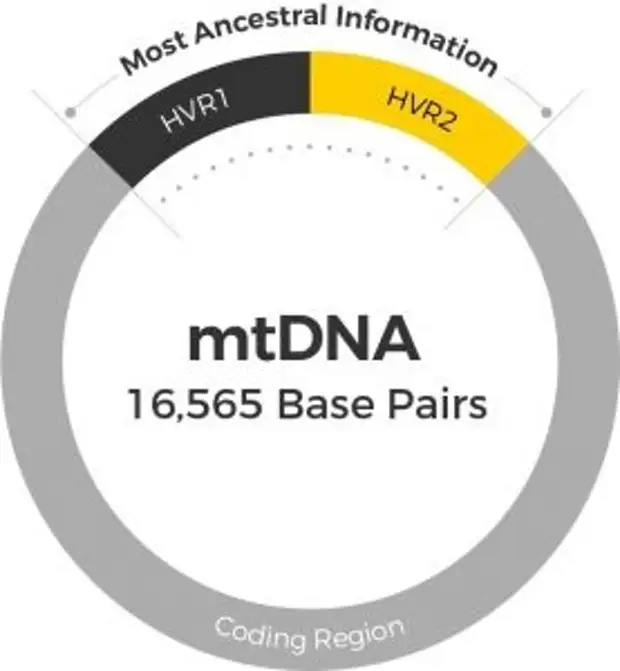 Участки мтДНК, поддающиеся анализу ДНК