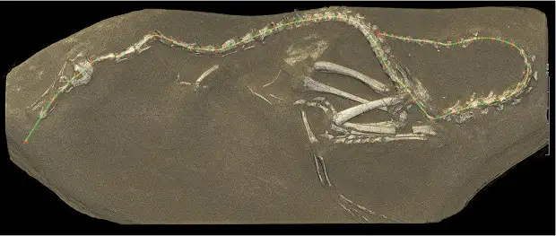 В Монголии нашли динозавра с «лебяжьей» шеей и лапами-«лопастями»