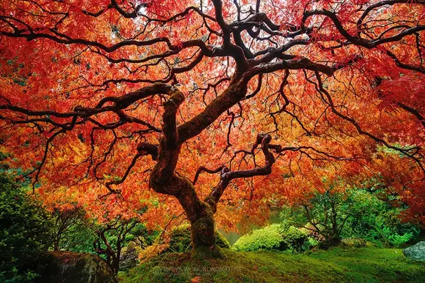 12 чарующих пейзажей, которые доказывают, что осень — гениальная художница!