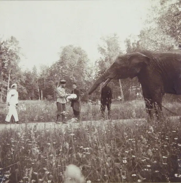 Слоны в царской России. Россия - родина слонов
