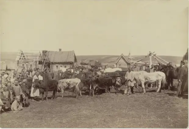 Крестьянское стадо в деревне Кадомке Сергачского уезда.