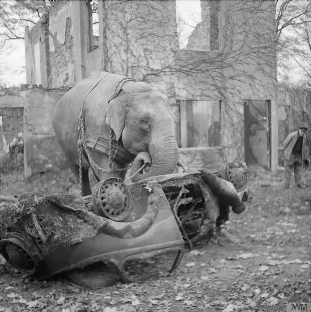 Цирковые слоны Кири и Мэни участвуют в уборке мусора с улиц разбомбленного Гамбурга, Германия, ноябрь 1945 года.