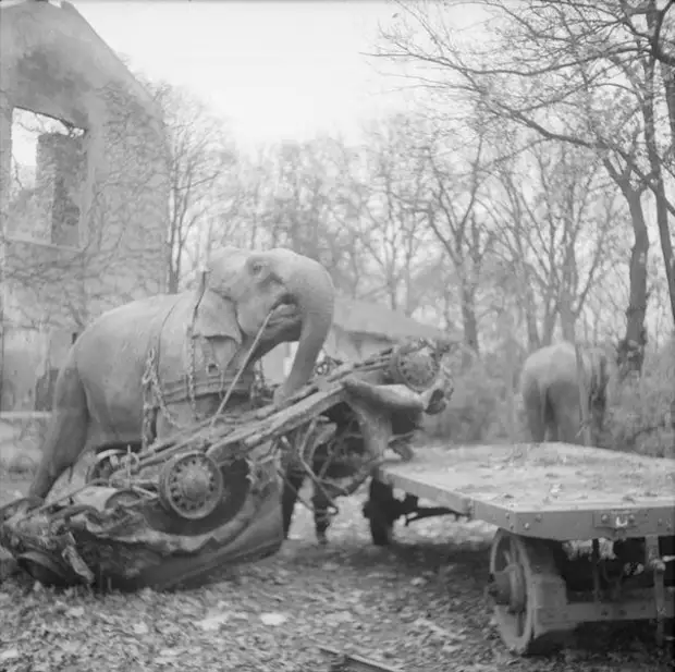 Цирковые слоны Кири и Мэни участвуют в уборке мусора с улиц разбомбленного Гамбурга, Германия, ноябрь 1945 года.