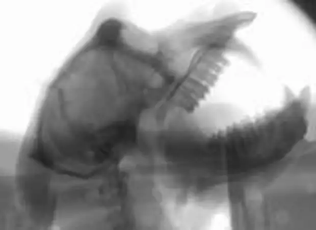 Рентгеновский снимок голосового тракта макаки