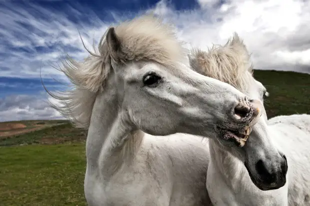 Красота диких лошадей Исландии