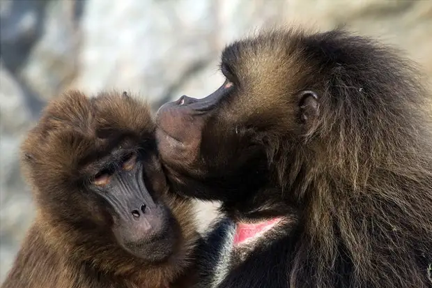 Почему обезьяны не говорят