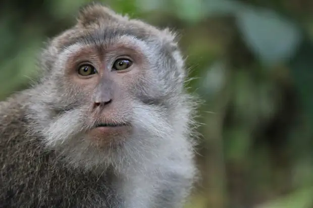 Почему обезьяны не говорят