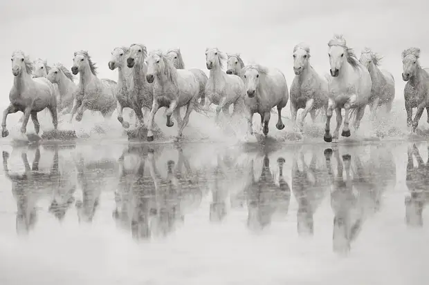 Белые лошади Камаргу.