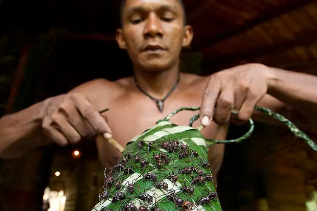 Индейцы бразильской Амазонии проходят испытание муравьями