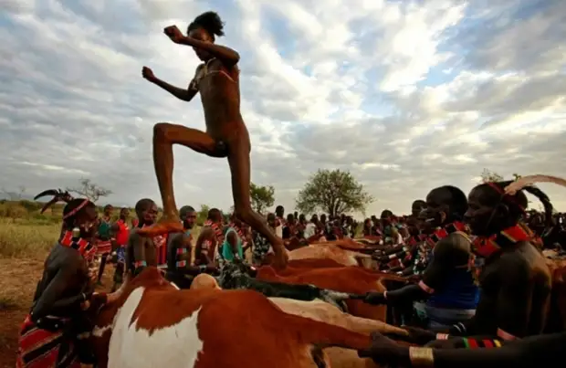 Племя каро из Эфиопии. Прыжки через быков и коров