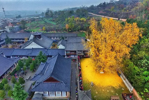 Золотая осень: необыкновенная красота священного дерева гинкго, возраст которого - 1400 лет!