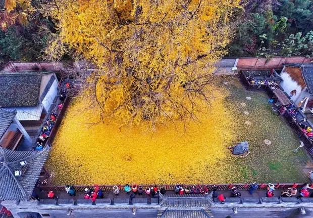 Золотая осень: необыкновенная красота священного дерева гинкго, возраст которого - 1400 лет!