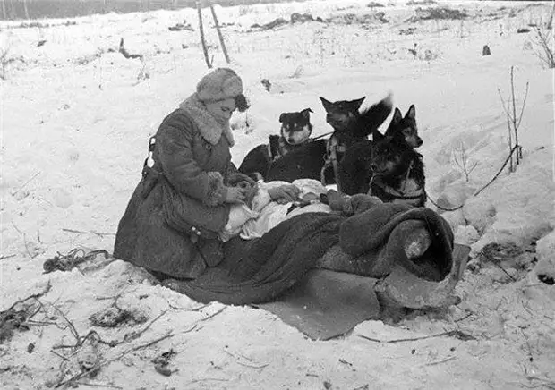 Собаки в Великой Отечественной войне