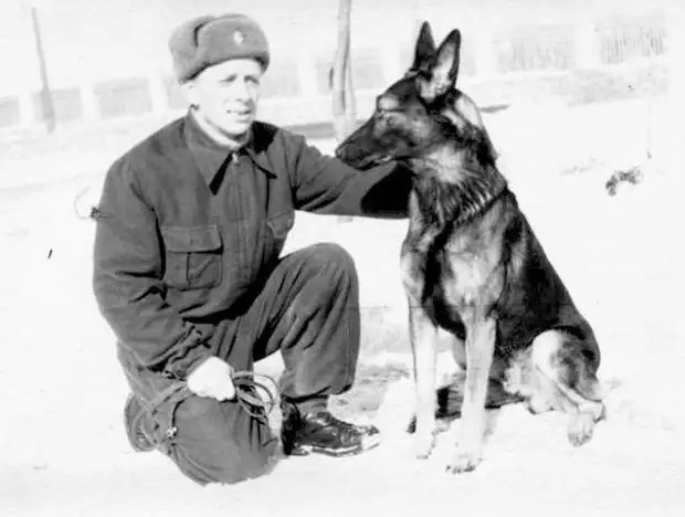 Собаки в Великой Отечественной войне