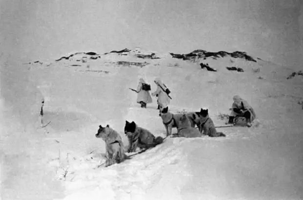 С помощью собачьей упряжки прокладывали телефонную линию по тундре в Заполярье, 1942 год.