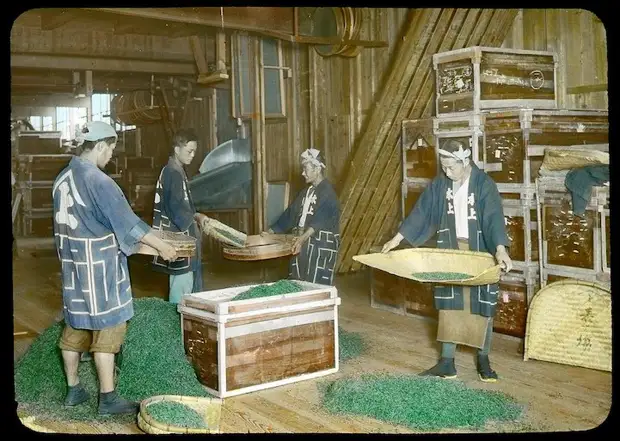 Производство чая, в Японии, в начале XX-го века
