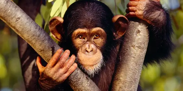 Почему обезьяны не превращаются в человека? Мифы об эволюции человека