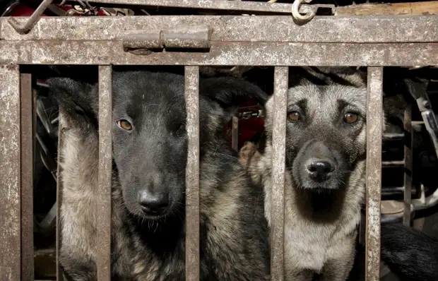 Новосибирские ученые выяснили, зачем древние китайцы начали есть собак