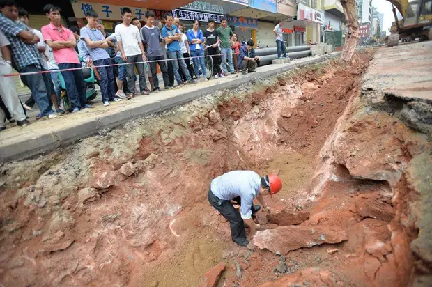 В Китае рабочие обнаружили крупную кладку яиц динозавра