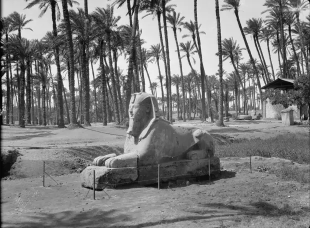 Раскопки Альфреда Моуда. Мемфис. Базальтовый сфинкс в пальмовой роще. 1934