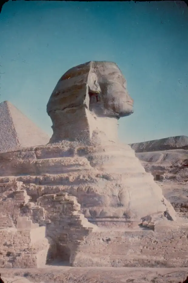 Гиза. Пирамиды. Сфинкс крупным планом. 1950