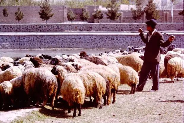 Сцены из жизни в Иране, 60-70-е годы
