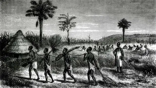 Рабы, занятые уборкой риса (Восточная Африка, 1860-е годы)