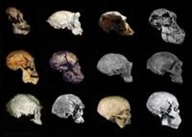 Африканская эволюция человека (масштаб не соблюден): Проконсул (15-18 млн. лет назад) – Сахелантроп (7 млн. лет назад) – Ардипитек (4,4 млн. лет назад) – Австралопитек афарский (AL 822, 3,1 млн. л.н.) – Homo rudolfensis (KNM-ER 1470, 2 млн. л.н.) – Homo ergaster (KNM-WT 15 000, 1,5 млн. л.н.) – Homo erectus (Данакиль, 1 млн. л.н.) – Homo heidelbergensis (Кабве, 300 тыс. л.н.) – Homo helmei (Джебел Ирхуд, 160 тыс. л.н.) – Homo sapiens idaltu (Херто, 160 тыс. л.н.) -  Homo sapiens sapiens (Хоффмейр, 36 тыс. л.н.) - Homo sapiens sapiens (Джебель Сахаба,  13,7 тыс.л.н.)