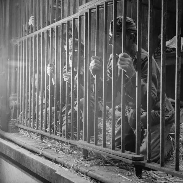 Немецкие военнопленные в клетке.  Антверпен 1944 год.