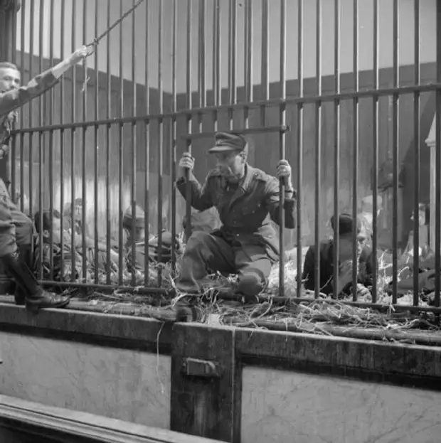 Немецкие военнопленные в клетке.  Антверпен 1944 год.