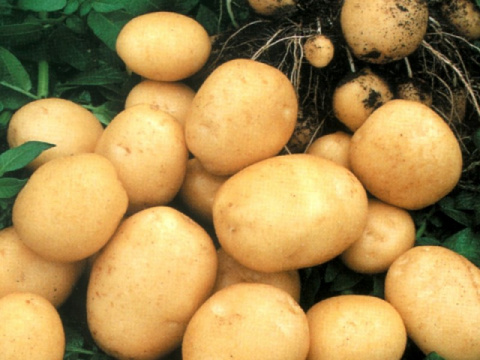 О прошлом картофеля